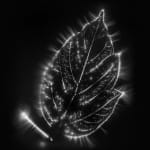 Marie-Jeanne Musiol, Corps de lumière no 401 (Feuille) / Bodies of Light no. 401 (Leaf), 2018