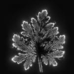 Marie-Jeanne Musiol, Miroir du cosmos (vidéo), 2006