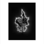 Marie-Jeanne Musiol, Corps de lumière no 401 (Feuille) / Bodies of Light no. 401 (Leaf), 2018