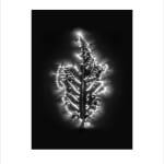Marie-Jeanne Musiol, Corps de lumière no 401 (Feuille) / Bodies of Light no. 401 (Leaf), 2018