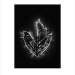 Marie-Jeanne Musiol, Corps de lumière no 401 (Feuille) / Bodies of Light no. 401 (Leaf), 2018