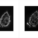 Marie-Jeanne Musiol, Corps de lumière no 401 (Feuille) / Bodies of Light no. 401 (Leaf), 2018