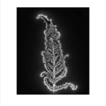 Marie-Jeanne Musiol, Corps de lumière no 401 (Feuille) / Bodies of Light no. 401 (Leaf), 2018