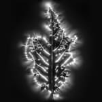 Marie-Jeanne Musiol, Corps de lumière no 401 (Feuille) / Bodies of Light no. 401 (Leaf), 2018
