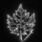 Marie-Jeanne Musiol, Miroir du cosmos (vidéo), 2006