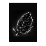 Marie-Jeanne Musiol, Corps de lumière no 401 (Feuille) / Bodies of Light no. 401 (Leaf), 2018