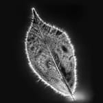 Marie-Jeanne Musiol, Miroir du cosmos (vidéo), 2006
