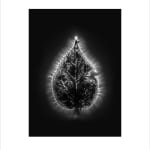 Marie-Jeanne Musiol, Corps de lumière no 401 (Feuille) / Bodies of Light no. 401 (Leaf), 2018