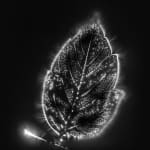 Marie-Jeanne Musiol, Corps de lumière no 401 (Feuille) / Bodies of Light no. 401 (Leaf), 2018