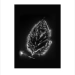 Marie-Jeanne Musiol, Corps de lumière no 401 (Feuille) / Bodies of Light no. 401 (Leaf), 2018
