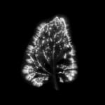 Marie-Jeanne Musiol, Miroir du cosmos (vidéo), 2006