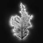 Marie-Jeanne Musiol, Corps de lumière no 401 (Feuille) / Bodies of Light no. 401 (Leaf), 2018