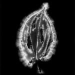 Marie-Jeanne Musiol, Corps de lumière no 401 (Feuille) / Bodies of Light no. 401 (Leaf), 2018