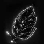 Marie-Jeanne Musiol, Corps de lumière no 401 (Feuille) / Bodies of Light no. 401 (Leaf), 2018