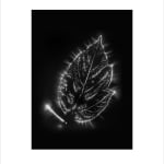 Marie-Jeanne Musiol, Corps de lumière no 401 (Feuille) / Bodies of Light no. 401 (Leaf), 2018