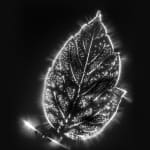 Marie-Jeanne Musiol, Corps de lumière no 401 (Feuille) / Bodies of Light no. 401 (Leaf), 2018