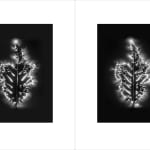 Marie-Jeanne Musiol, Corps de lumière no 401 (Feuille) / Bodies of Light no. 401 (Leaf), 2018