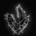 Marie-Jeanne Musiol, Corps de lumière no 401 (Feuille) / Bodies of Light no. 401 (Leaf), 2018