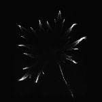 Marie-Jeanne Musiol, Miroir du cosmos (vidéo), 2006
