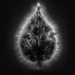 Marie-Jeanne Musiol, Corps de lumière no 401 (Feuille) / Bodies of Light no. 401 (Leaf), 2018
