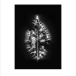 Marie-Jeanne Musiol, Miroir du cosmos (vidéo), 2006