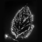 Marie-Jeanne Musiol, Corps de lumière no 401 (Feuille) / Bodies of Light no. 401 (Leaf), 2018
