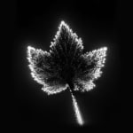 Marie-Jeanne Musiol, Miroir du cosmos (vidéo), 2006