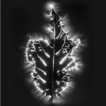 Marie-Jeanne Musiol, Corps de lumière no 401 (Feuille) / Bodies of Light no. 401 (Leaf), 2018