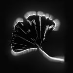 Marie-Jeanne Musiol, Miroir du cosmos (vidéo), 2006