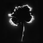 Marie-Jeanne Musiol, Corps de lumière no 401 (Feuille) / Bodies of Light no. 401 (Leaf), 2018