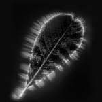 Marie-Jeanne Musiol, Corps de lumière no 401 (Feuille) / Bodies of Light no. 401 (Leaf), 2018