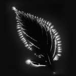 Marie-Jeanne Musiol, Miroir du cosmos (vidéo), 2006