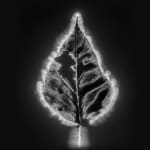 Marie-Jeanne Musiol, Miroir du cosmos (vidéo), 2006