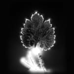Marie-Jeanne Musiol, Miroir du cosmos (vidéo), 2006