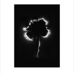 Marie-Jeanne Musiol, Corps de lumière no 401 (Feuille) / Bodies of Light no. 401 (Leaf), 2018