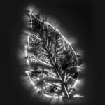 Marie-Jeanne Musiol, Miroir du cosmos (vidéo), 2006