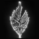 Marie-Jeanne Musiol, Miroir du cosmos (vidéo), 2006