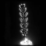 Marie-Jeanne Musiol, Miroir du cosmos (vidéo), 2006