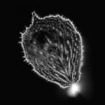 Marie-Jeanne Musiol, Miroir du cosmos (vidéo), 2006