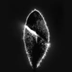 Marie-Jeanne Musiol, Miroir du cosmos (vidéo), 2006