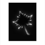 Marie-Jeanne Musiol, Miroir du cosmos (vidéo), 2006