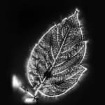 Marie-Jeanne Musiol, Corps de lumière no 401 (Feuille) / Bodies of Light no. 401 (Leaf), 2018