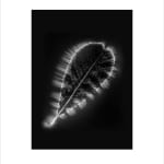 Marie-Jeanne Musiol, Corps de lumière no 401 (Feuille) / Bodies of Light no. 401 (Leaf), 2018