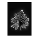 Marie-Jeanne Musiol, Miroir du cosmos (vidéo), 2006
