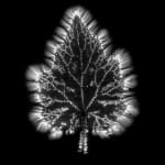 Marie-Jeanne Musiol, Miroir du cosmos (vidéo), 2006