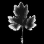 Marie-Jeanne Musiol, Miroir du cosmos (vidéo), 2006