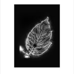 Marie-Jeanne Musiol, Corps de lumière no 401 (Feuille) / Bodies of Light no. 401 (Leaf), 2018