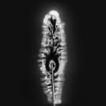 Marie-Jeanne Musiol, Corps de lumière no 401 (Feuille) / Bodies of Light no. 401 (Leaf), 2018