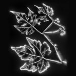 Marie-Jeanne Musiol, Miroir du cosmos (vidéo), 2006