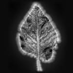 Marie-Jeanne Musiol, Miroir du cosmos (vidéo), 2006